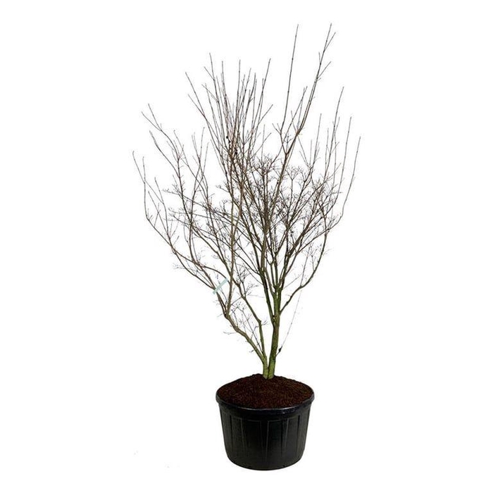 <h4>Cornus kousa 'Weisse Fontaine'</h4>