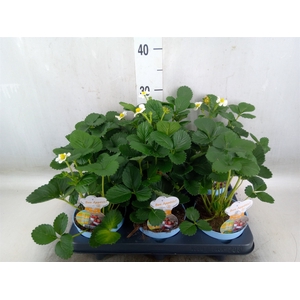 Fragaria   ...