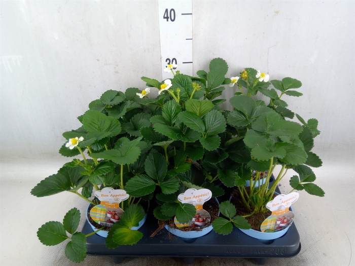<h4>Fragaria   ...</h4>