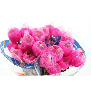 Chr G Kbh Pink ( Hot Pink)