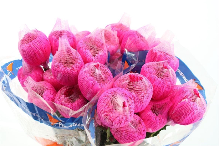 <h4>Chr G Kbh Pink ( Hot Pink)</h4>
