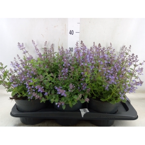 Nepeta faassenii  'Purrsian Blue'