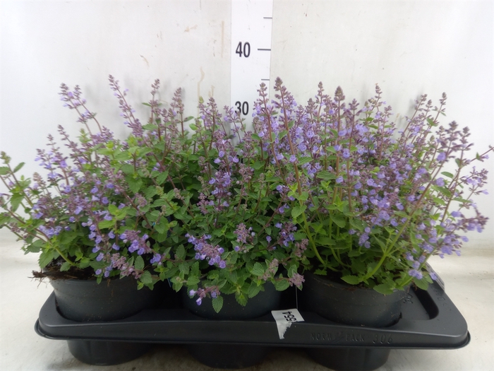 <h4>Nepeta faassenii  'Purrsian Blue'</h4>