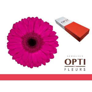 Gerbera Bon Dia Doos