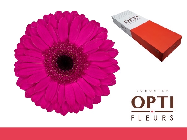 <h4>Gerbera Bon Dia Doos</h4>