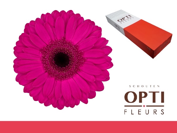 <h4>Gerbera Bon Dia Doos</h4>