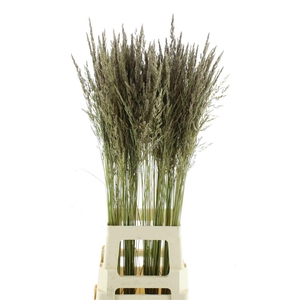 Calamagrostis Brachy