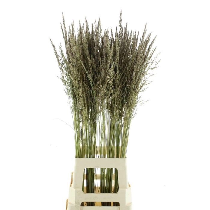 <h4>Calamagrostis Brachy</h4>