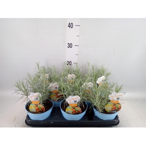 Helichrysum italicum