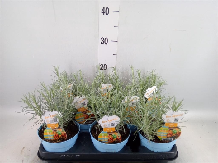 <h4>Helichrysum italicum</h4>
