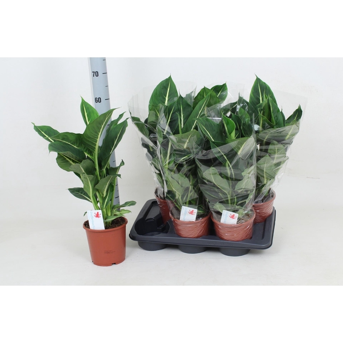 <h4>Dieffenbachia Green Magic 17Ø 60cm</h4>