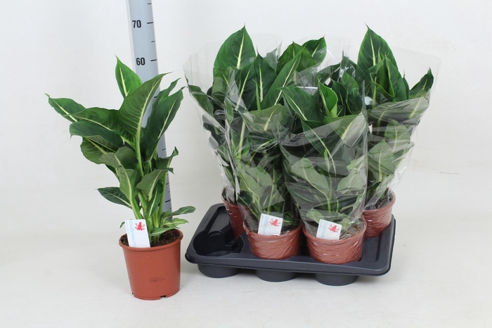 Dieffenbachia Green Magic 17Ø 60cm