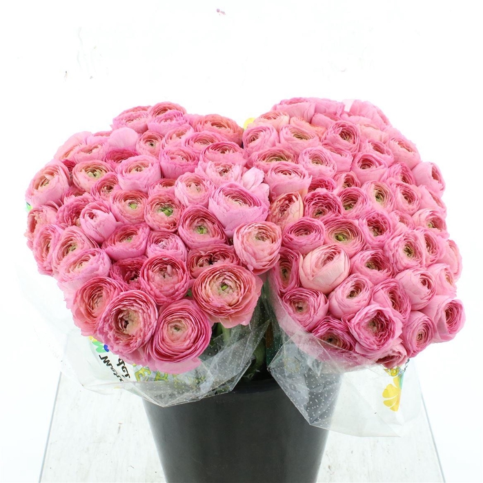 <h4>Ran Su Sr Rosado Dark Pink 1a</h4>