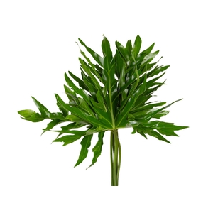 FOLHAGEM PHILODENDRON BIPINNATIFIDUM 080 CM