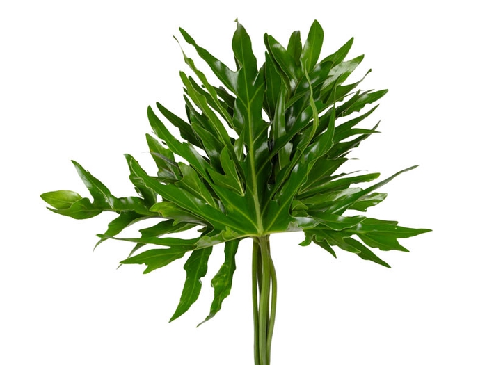 <h4>FOLHAGEM PHILODENDRON BIPINNATIFIDUM 080 CM</h4>