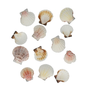 Shell Pecten Vexillum 500gr