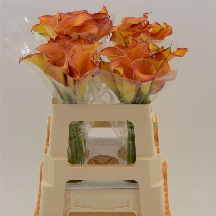 <h4>CALLA 'CAPTAIN TRINITY' CAL</h4>