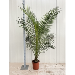PHOENIX CANARIENSIS