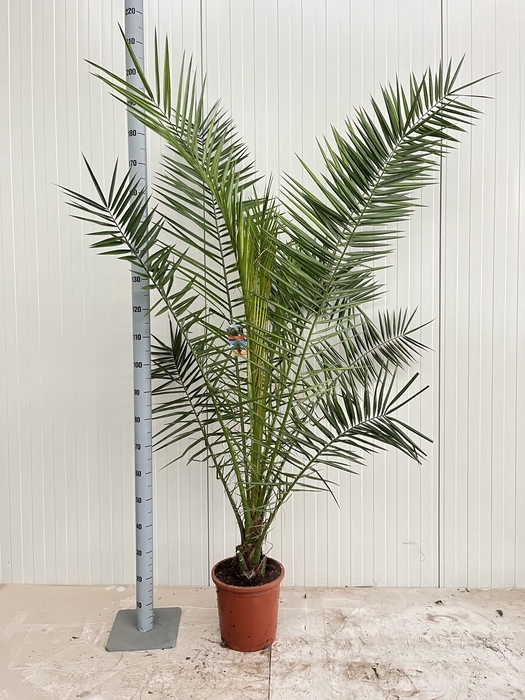 <h4>PHOENIX CANARIENSIS</h4>