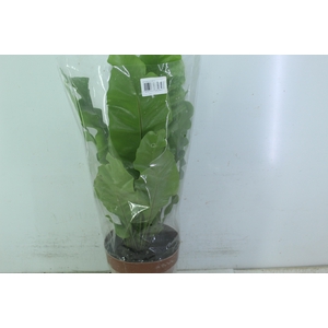 ASPLENIUM NIDUS P17