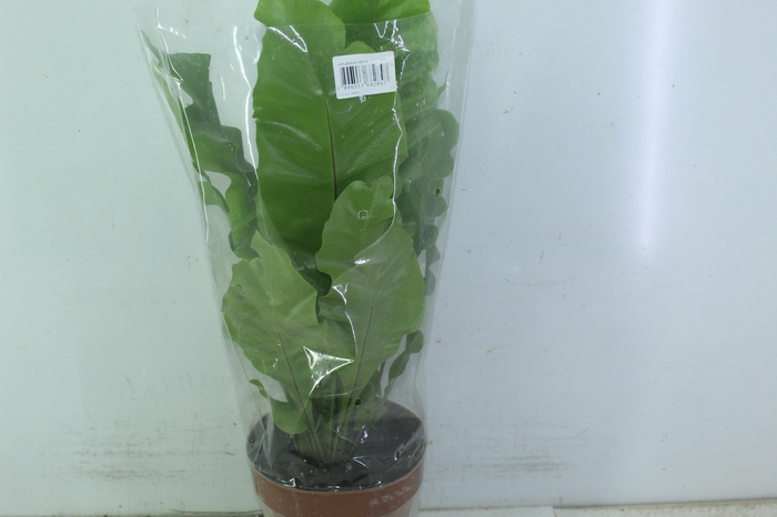 <h4>ASPLENIUM NIDUS P17</h4>