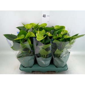 Anthurium andr. 'Smaragd'