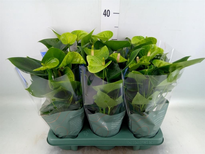 <h4>Anthurium andr. 'Smaragd'</h4>