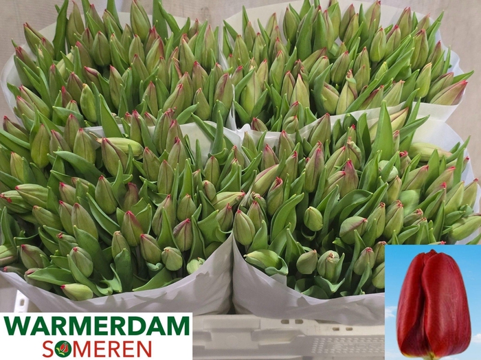 <h4>TU EN RED GOLD</h4>