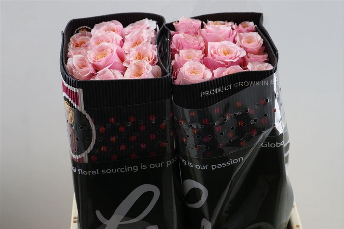 <h4>R Gr Mayra Peach</h4>