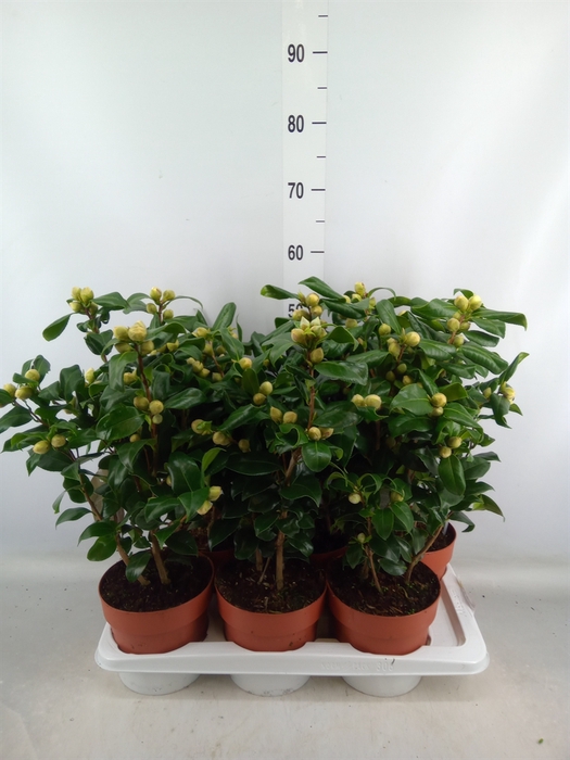 <h4>Camellia japonica 'Brushfield Yell'</h4>