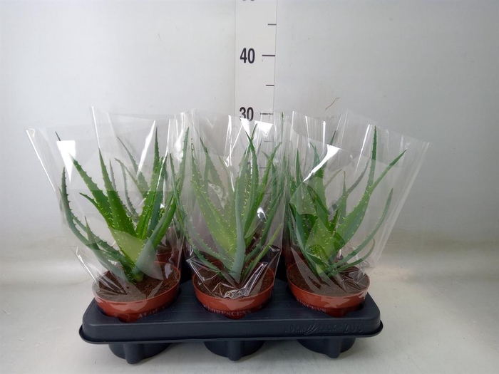 <h4>Aloe arborescens</h4>