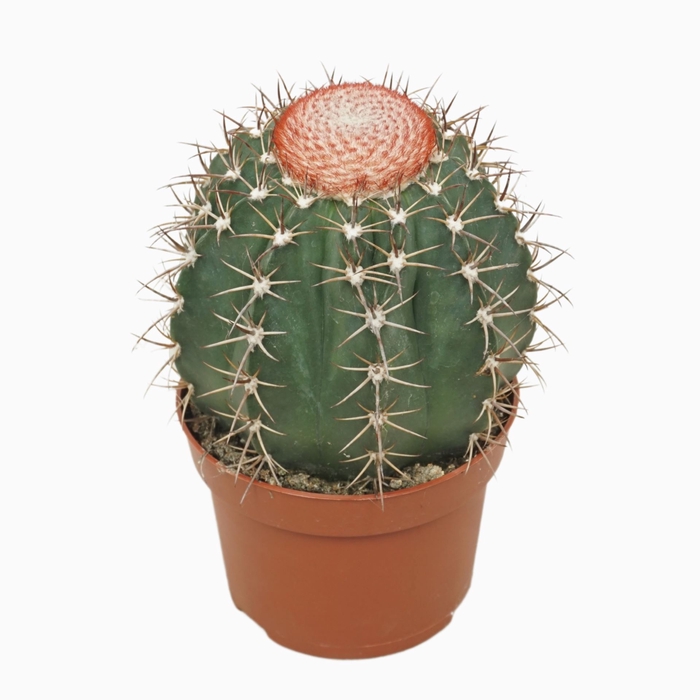 <h4>Cactus</h4>