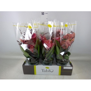 Phalaenopsis   ...orange