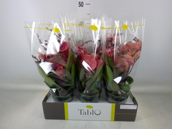 <h4>Phalaenopsis   ...orange</h4>