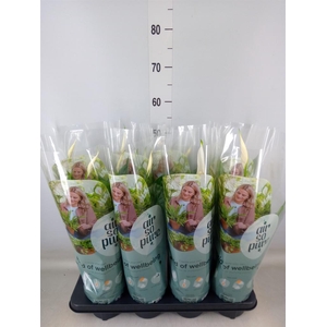 Spathiphyllum  'Strauss'