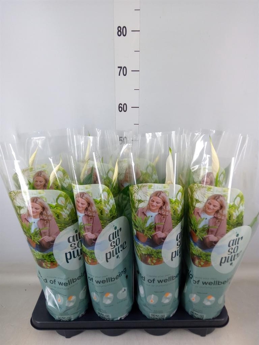 <h4>Spathiphyllum  'Strauss'</h4>