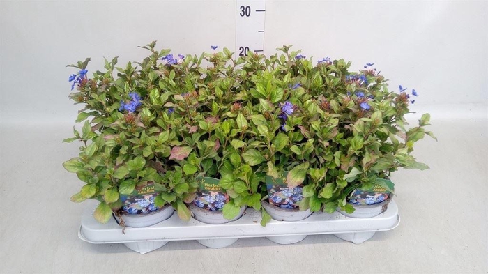 <h4>Ceratostigma plumbaginoides</h4>