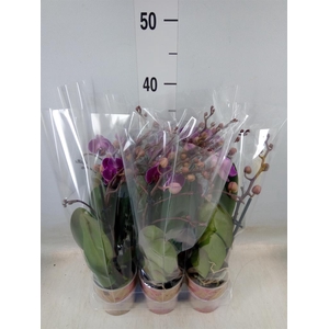 Phalaenopsis multi. 'Ant Morelia'