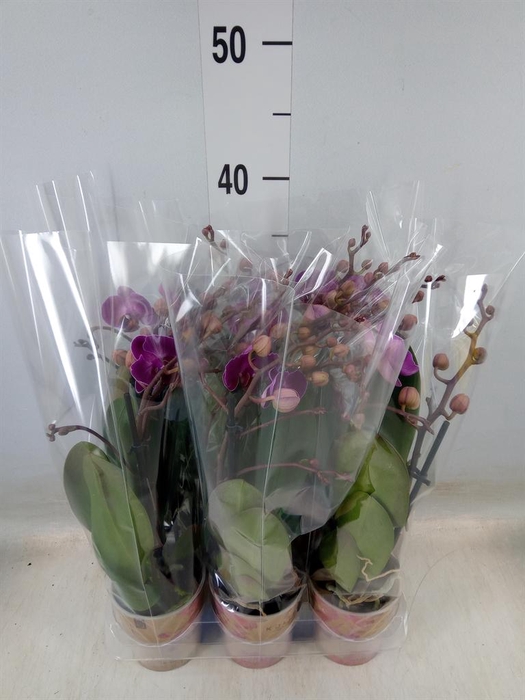 <h4>Phalaenopsis multi. 'Ant Morelia'</h4>