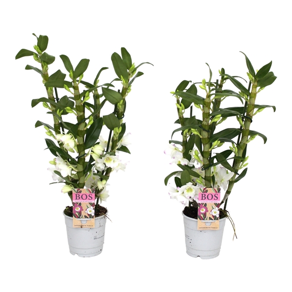 <h4>Dendrobium Nobilé, Apollon 4-tak</h4>