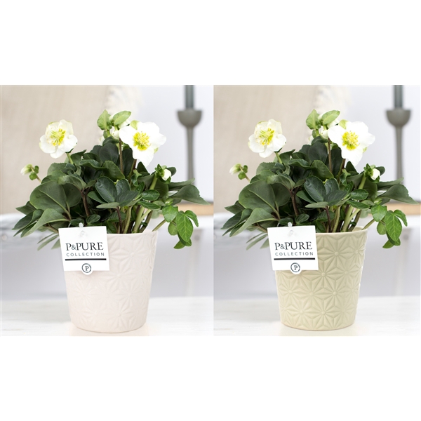 <h4>Helleborus n. Christmas Carol in Pure Juliette 2 ass. keramiek</h4>