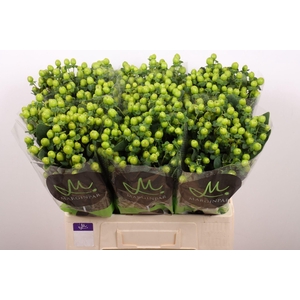 HYPERICUM ANDR. 'SISU CHARM'
