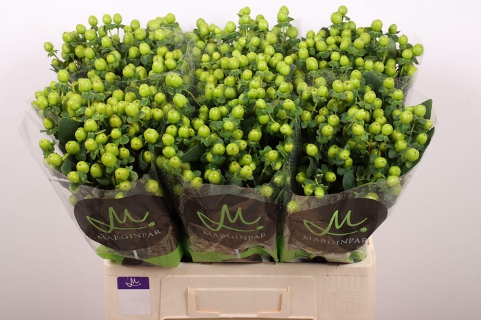 <h4>HYPERICUM ANDR. 'SISU CHARM'</h4>