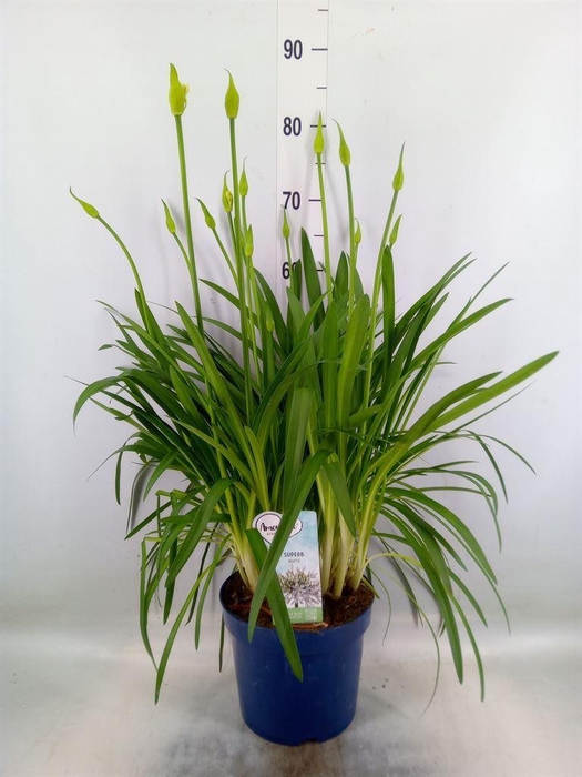 <h4>Agapanthus  'Amourette Superb Whit'</h4>