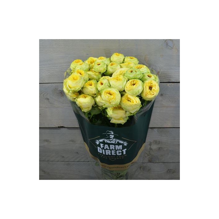 <h4>R Tr Golden Trendsetter</h4>