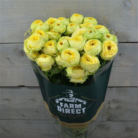 <h4>R Tr Golden Trendsetter</h4>