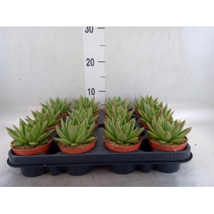 Echeveria  'Miranda'