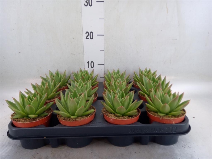 <h4>Echeveria 'Miranda'</h4>