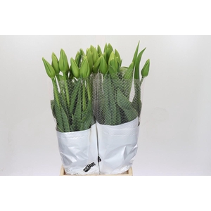 Tulipa (frans) En Maureen Xxl