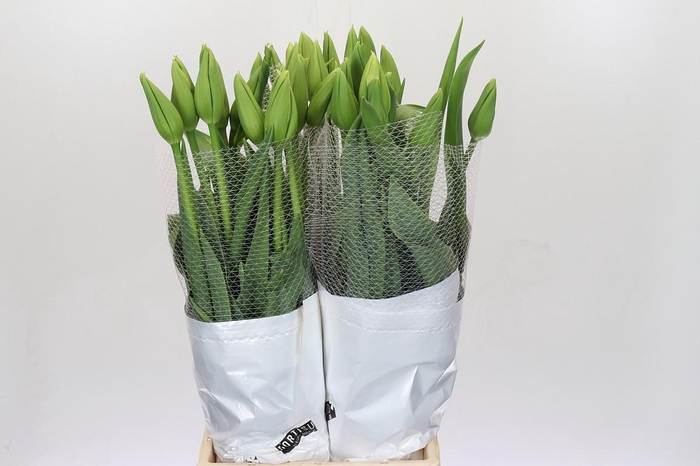 <h4>Tulipa (frans) En Maureen Xxl</h4>